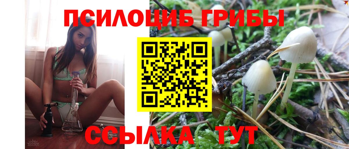 Рубцовск  Псилоцибиновые грибы Cubensis  даркнет сайт  Вход с VPN 